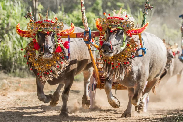 Negara, Bali, Endonezya Makepungheld olarak bilinen geleneksel bufalo yarışı.