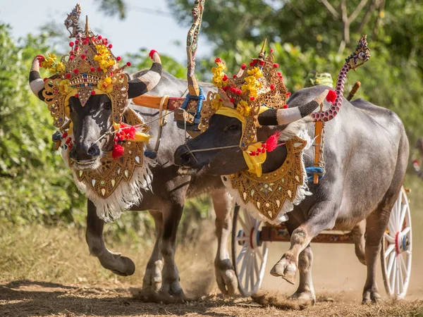 Traditional buffalo race known as Makepungheld in Negara, Bali, Indonesia.