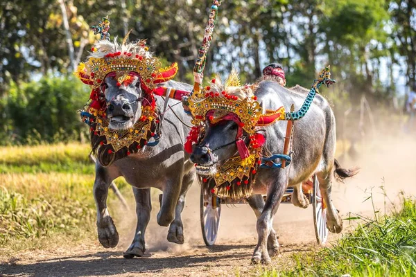 Traditional Buffalo Race Known Makepungheld Negara Bali Indonesia — Stock Photo, Image