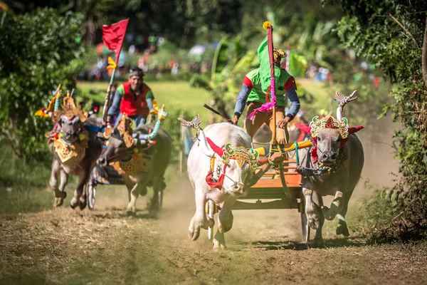 Negara, Bali, Endonezya Makepungheld olarak bilinen geleneksel bufalo yarışı.