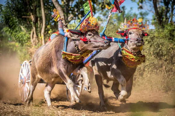 Traditional Buffalo Race Known Makepungheld Negara Bali Indonesia — Stock Photo, Image