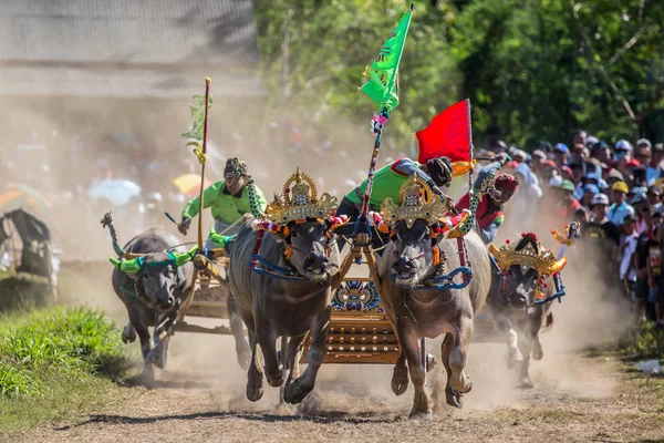 Negara, Bali, Endonezya Makepungheld olarak bilinen geleneksel bufalo yarışı.