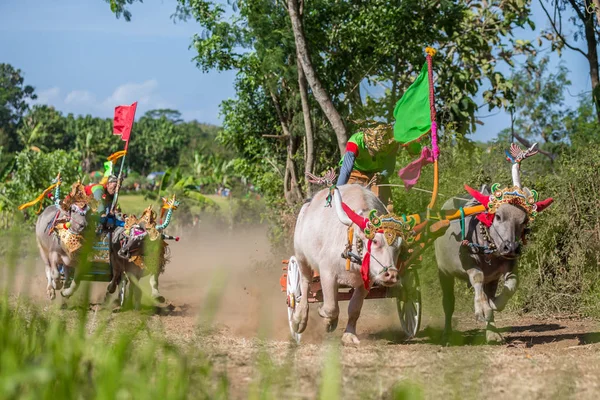 Negara, Bali, Endonezya Makepungheld olarak bilinen geleneksel bufalo yarışı.