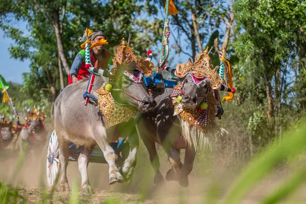 Traditionelle Büffelrassen Bekannt Als Makepungheld Negara Bali Indonesien — Stockfoto