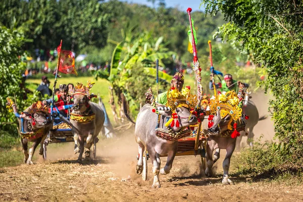 Negara, Bali, Endonezya Makepungheld olarak bilinen geleneksel bufalo yarışı.