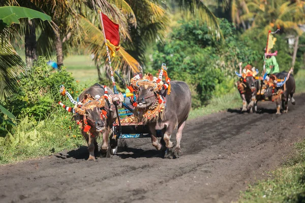 Raça Búfalo Tradicional Conhecida Como Makepungheld Negara Bali Indonésia — Fotografia de Stock