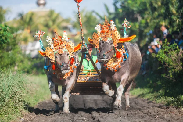 Traditionelle Büffelrassen Bekannt Als Makepungheld Negara Bali Indonesien — Stockfoto