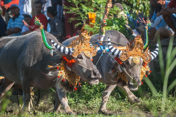 Traditionelle Büffelrassen Bekannt Als Makepungheld Negara Bali Indonesien — Stockfoto