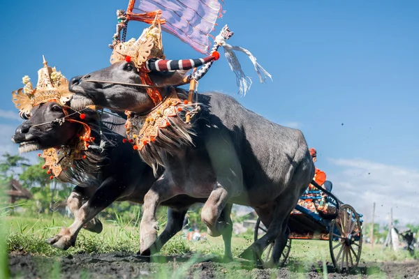 Traditionelle Büffelrassen Bekannt Als Makepungheld Negara Bali Indonesien — Stockfoto