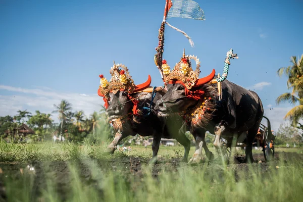 Tradicional Carrera Búfalos Conocida Como Makepungheld Negara Bali Indonesia —  Fotos de Stock