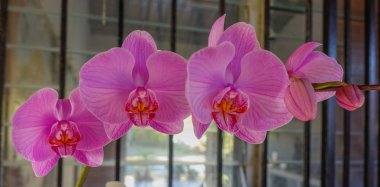 Valle bir serayeni açılan pembe orkide detay