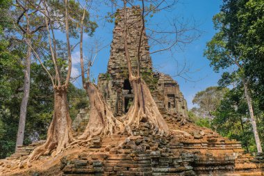Angkor tapınakları, Siem Riep, Kamboçya - 12 Şubat 2018: Bir Tapınağı Angkor kulede duvarına üç ağaçta