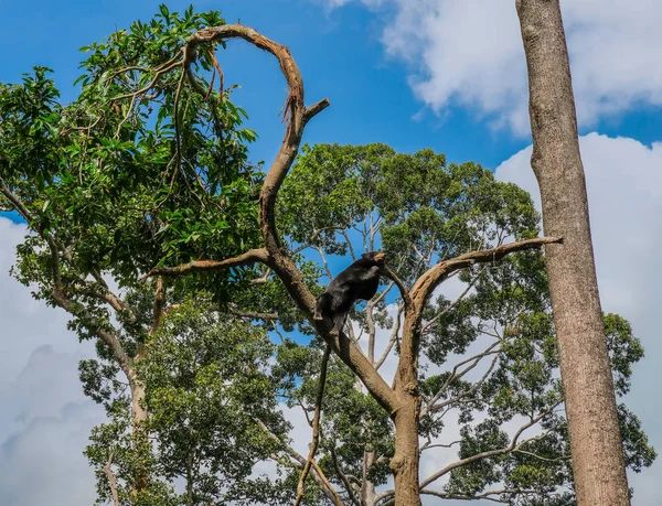 Сепилок Остров Борнео Малайзия Марта 2018 Года Черный Медведь Спит — стоковое фото