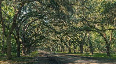 Wormsloe Oak Plantation, Savannah, Georgia, Amerika Birleşik Devletleri - 10 Temmuz 2018: İspanyolca moss tarihi Wormsloe Plantation, içinde bol dökümlü antik canlı meşe ağaçları ile kaplı uzun yol