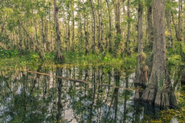 Doğal sürücü Cypress Milli korunağı, Everglades Ulusal Park, Florida, Amerika Birleşik Devletleri - 18 Temmuz 2018: Bir su bataklık döngü Road Cypress Milli korunağı geçiş boyunca görünümünü