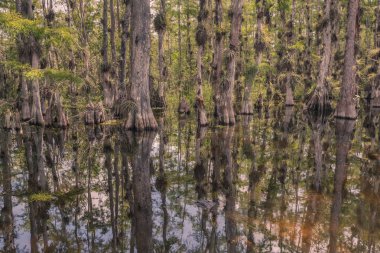 Doğal sürücü Cypress Milli korunağı, Everglades Ulusal Park, Florida, Amerika Birleşik Devletleri - 18 Temmuz 2018: Bir su bataklık döngü Road Cypress Milli korunağı geçiş boyunca görünümünü