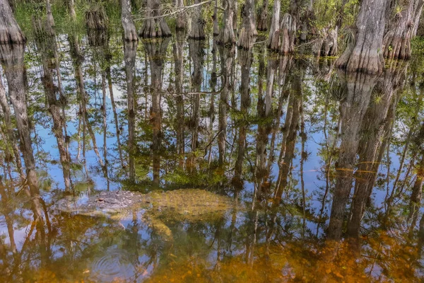 Passeio Cênico Cypress National Preserve Everglades National Park Florida Eua — Fotografia de Stock