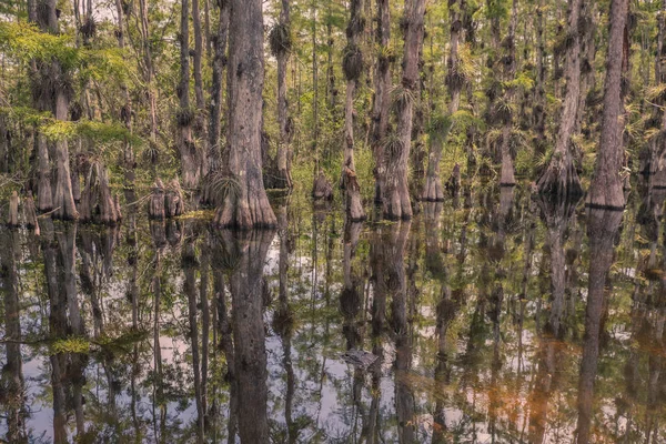 Scenic Drive Cypress National Preserve Everglades National Park Florida Eua — Fotografia de Stock