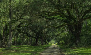 Neiuport Plantation Road, Georgia, Amerika Birleşik Devletleri - 24 Temmuz 2018: İspanyolca moss tarihi Ekim, içinde bol dökümlü antik canlı meşe ağaçları ile kaplı uzun yol