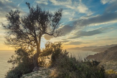 Ağaç ile parlayan güneş ışınları