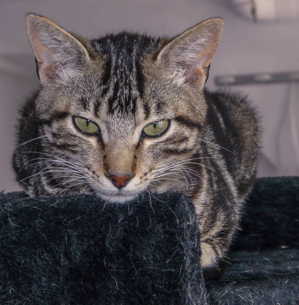 Gato de tabby en cesta negra —  Fotos de Stock