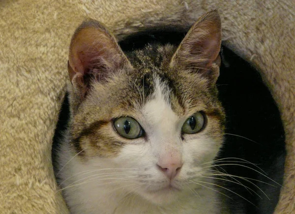 Gato de ojos fijos —  Fotos de Stock