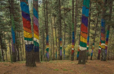 Oma ormanında Sonbahar