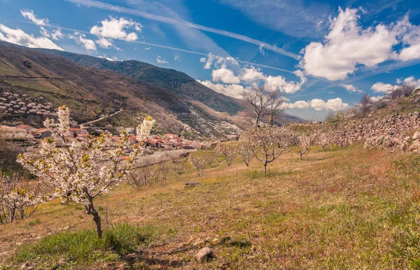 계곡에서 봄 — 스톡 사진