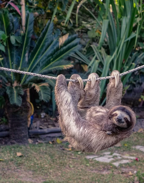 Ленивый медведь с ребенком — стоковое фото