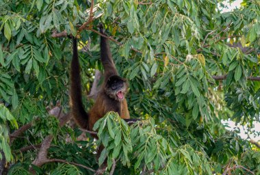Ağzı açık siyah bir maymun.