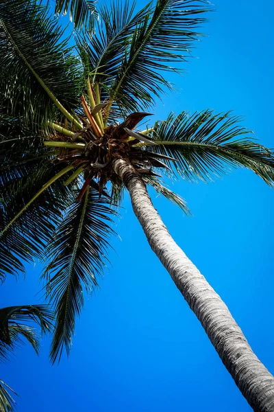 Mavi gökyüzü karşı palmiyeler, tropik sahil, vintage tonda ve stilize, Hindistan cevizi ağacı, yaz ağaç arka plan palmiyeler