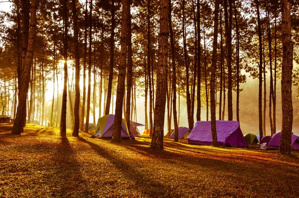 Beautiful nature landscape background. Camping tent at mountain tree at sunset green forest on summer spring light ray on ground in the city park. forest background sky with Ecology wallpaper concept. at National public park.