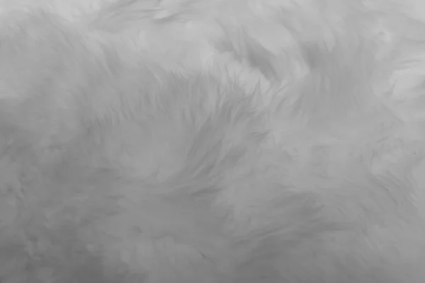 白色复古色趋势羽毛图案纹理背景 — 图库照片