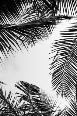Mavi gökyüzü karşı palmiyeler, tropik sahil, vintage tonda ve stilize, Hindistan cevizi ağacı, yaz ağaç arka plan palmiyeler