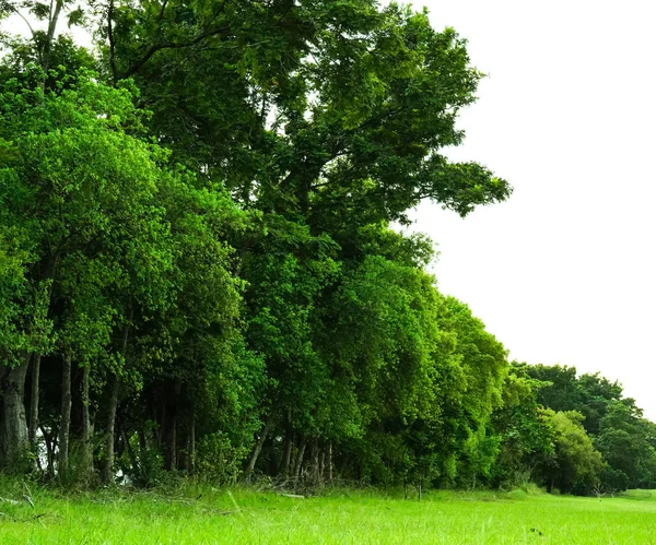 Jardim Verde Árvore Natureza Ambiente Fundo Parque Bela Floresta Cor — Fotografia de Stock