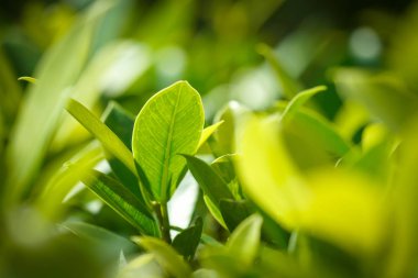Closeup doğa ekoloji arka plan çevre bulanıklık ışık yaz, bahçede yeşil yaprak görünümünü.