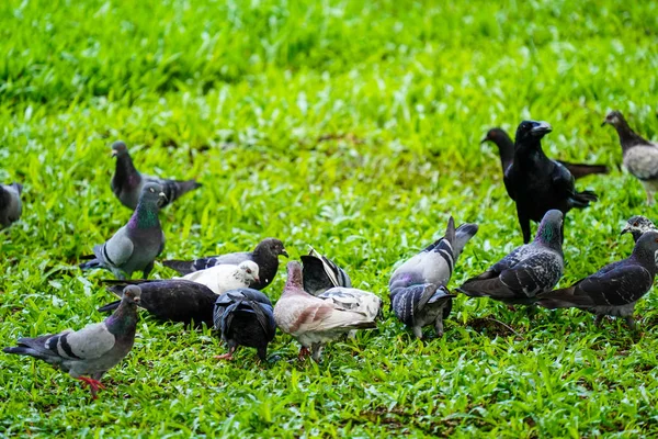 Taubenvögel Genießen Park Mit Grünem Gras Hintergrund Den Abendferien — Stockfoto