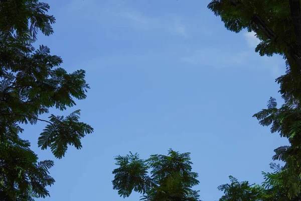 Парк Городе Бангкок Таиланде Против Чистого Голубого Неба Зелеными Листьями — стоковое фото