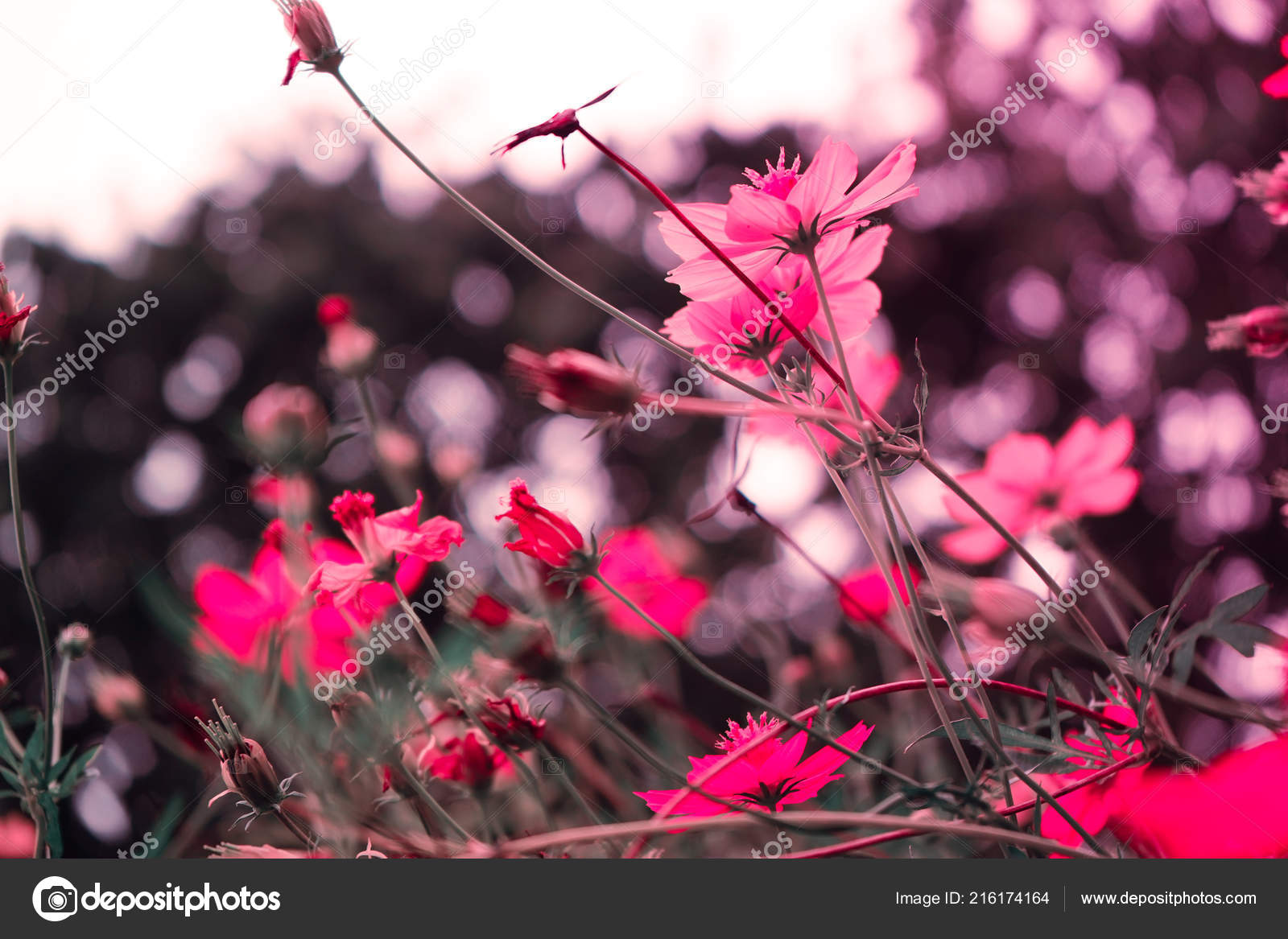 Naturaleza Fondo Flores Rosadas Primavera Verano Fondos Florales