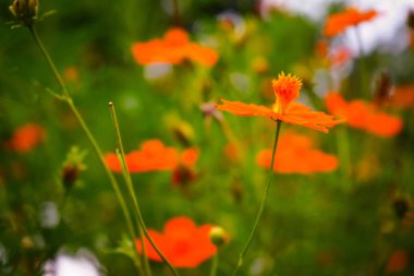 Pembe çiçek arka plan doğa bahar ya da yaz. Güzellik çiçek çiçek duvar kağıdı.