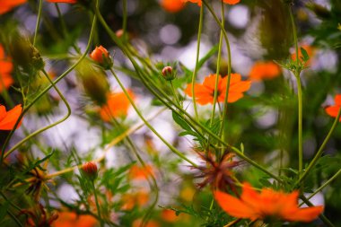Pembe çiçek arka plan doğa bahar ya da yaz. Güzellik çiçek çiçek duvar kağıdı.