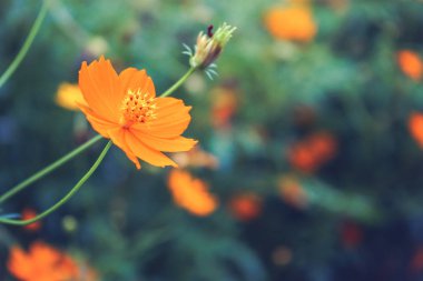 Pembe çiçek arka plan doğa bahar ya da yaz. Güzellik çiçek çiçek duvar kağıdı.