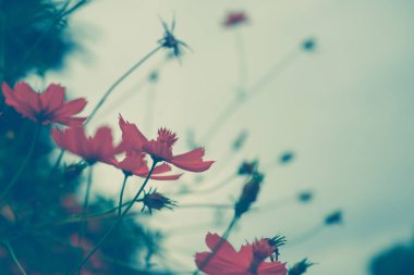 Pembe çiçek arka plan doğa bahar ya da yaz. Güzellik çiçek çiçek duvar kağıdı.