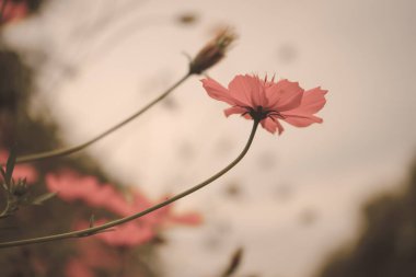 Pembe çiçek arka plan doğa bahar ya da yaz. Güzellik çiçek çiçek duvar kağıdı.