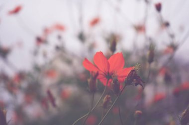 Pembe çiçek arka plan doğa bahar ya da yaz. Güzellik çiçek çiçek duvar kağıdı.