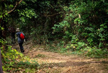 Dağlarda güneş ışığı ile yeşil yaz ormandaki Hiking trail yürüyüş yürüyüş yapan grup. seyahat spor yaşam tarzı kavramı,