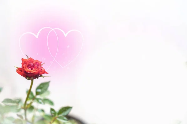 心塑造抽象的闪光在玫瑰花背景在爱的概念为情人节与甜和浪漫的时刻 — 图库照片