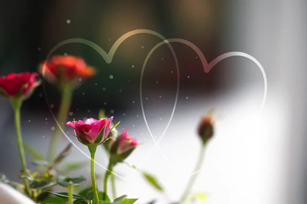 Coração Molda Brilho Abstrato Luz Fundo Flores Rosa Conceito Amor — Fotografia de Stock