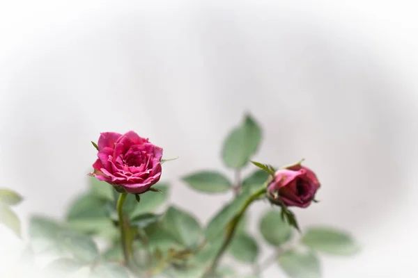 Fundo Flores Rosa Conceito Amor Para Dia Dos Namorados Com — Fotografia de Stock