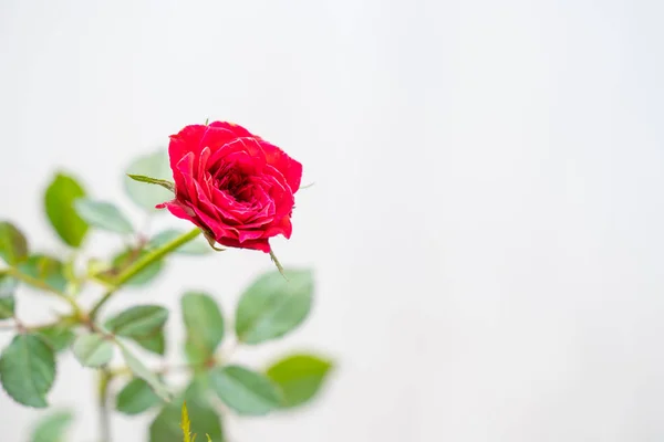 Fondo Flores Rosa Concepto Amor Para Día San Valentín Con — Foto de Stock